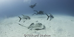Dive Cozemel.  A boat dive in Cozumel,Mexico  
The dive ... by Richard Shelton 